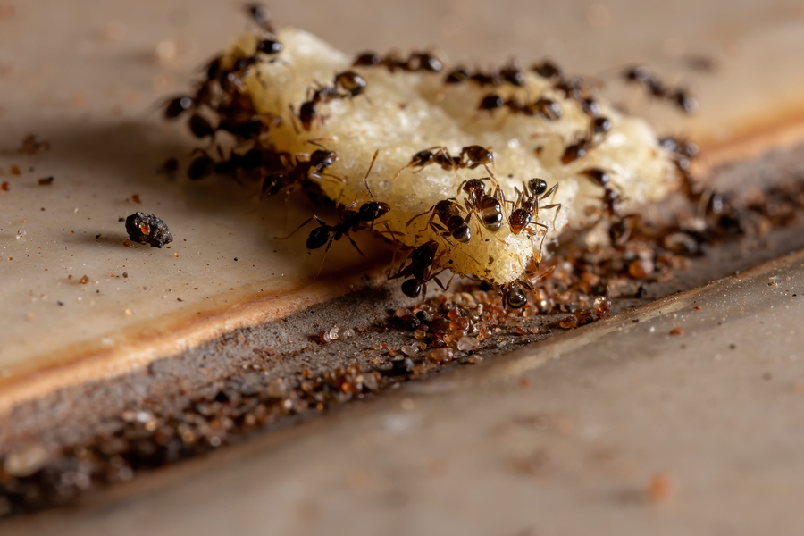 Ant Prevention Tips for South Florida Homeowners: Keeping These Pesky Pests Away