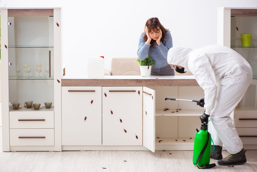 The Benefits of Regular Pest Control Services for South Florida Pet Owners